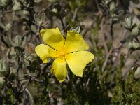 Helianthemum ledifolium 2, Saxifraga-Jan van der Straaten