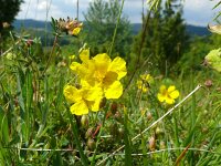 Helianthemum nummularium 64, Geel zonneroosje, Saxifraga-Hans Grotenhuis