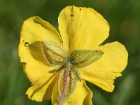 Helianthemum nummularium ssp grandiflorum 54, Saxifraga-Sonja Bouwman  Large-flowered rock-rose - Helianthemum nummularium ssp. grandiflorum - Cistaceae familie