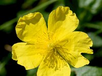 Helianthemum nummularium ssp grandiflorum 56, Saxifraga-Sonja Bouwman  Large-flowered rock-rose - Helianthemum nummularium ssp. grandiflorum - Cistaceae familie; Haute Nendaz, Gemmipas (Zw)