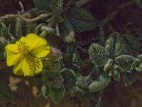 Helianthemum pannosum 2, Saxifraga-Jan van der Straaten