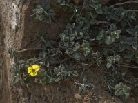 Helianthemum pannosum 4, Saxifraga-Willem van Kruijsbergen