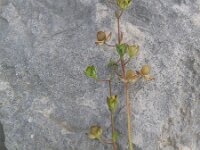 Helianthemum salicifolium 2, Saxifraga-Jasenka Topic