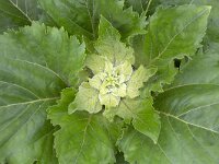 Helianthus annuus 10, Zonnebloem, Saxifraga-Roel Meijer