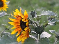 Helianthus annuus 3, Zonnebloem, Saxifraga-Rutger Barendse