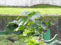 Helianthus annuus 5, Zonnebloem, Saxifraga-Rutger Barendse