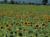 Helianthus annuus 9, Zonnebloem, Saxifraga-Dirk Hilbers
