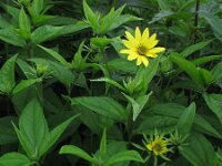 Helianthus decapetalus 4, Saxifraga-Rutger Barendse