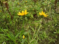 Helianthus petiolaris 2, Saxifraga-Rutger Barendse