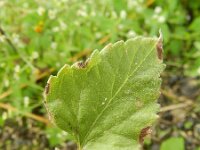 Helianthus petiolaris 4, Saxifraga-Rutger Barendse