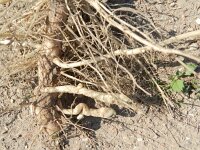 Helianthus tuberosus 11, Aardpeer, Saxifraga-Rutger Barendse