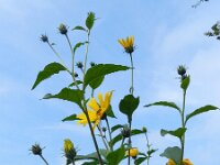 Helianthus tuberosus 13, Aardpeer, Saxifraga-Rutger Barendse