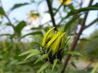Helianthus tuberosus 15, Aardpeer, Saxifraga-Rutger Barendse