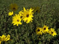 Helianthus tuberosus 2, Aardpeer, Saxifraga-Jan van der Straaten