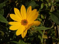 Helianthus tuberosus 20, Aardpeer, Saxifraga-Ed Stikvoort : Beuningerwaard en Ewijkplaat a900