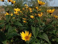 Helianthus tuberosus 21, Aardpeer, Saxifraga-Ed Stikvoort