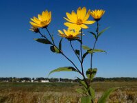 Helianthus tuberosus 25, Aardpeer, Saxifraga-Ed Stikvoort : Terneuzen Grensmaas Borgharen stekelnachtschade Kruiningen a900