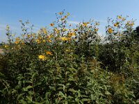 Helianthus tuberosus 26, Aardpeer, Saxifraga-Ed Stikvoort : Beuningerwaard en Ewijkplaat a900