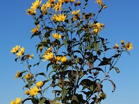 Helianthus tuberosus 27, Aardpeer, Saxifraga-Ed Stikvoort : Terneuzen Grensmaas Borgharen stekelnachtschade Kruiningen a900