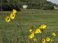 Helianthus tuberosus 3, Aardpeer, Saxifraga-Jan van der Straaten