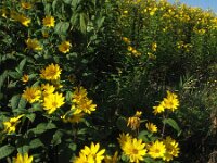 Helianthus tuberosus 4, Aardpeer, Saxifraga-Rutger Barendse