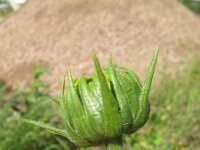 Helianthus tuberosus 7, Aardpeer, Saxifraga-Rutger Barendse