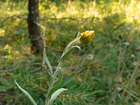 Helichrysum arenarium 10, Strobloem, Saxifraga-Hans Grotenhuis