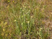 Helichrysum arenarium 12, Strobloem, Saxifraga-Hans Grotenhuis