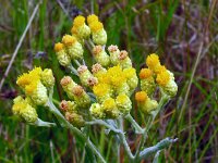 Helichrysum arenarium 18, Strobloem, Saxifraga-Hans Grotenhuis