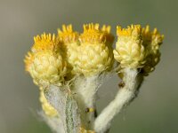 Helichrysum arenarium 9, Strobloem, Saxifraga-Sonja Bouwman  1049. Strobloem - Helichrysum arenarium - Asteraceae familie (i)