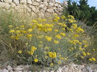 Helichrysum italicum 5, Saxifraga-Jasenka Topic