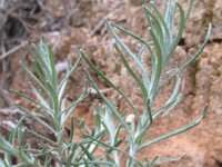 Helichrysum stoechas 14, Saxifraga-Rutger Barendse