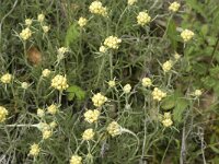 Helichrysum stoechas 17, Saxifraga-Jan van der Straaten