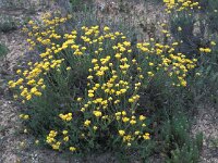 Helichrysum stoechas 2, Saxifraga-Jan van der Straaten