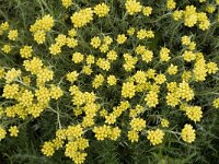 Helichrysum stoechas 20, Saxifraga-Jan van der Straaten