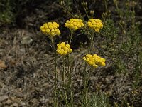 Helichrysum stoechas 22, Saxifraga-Jan van der Straaten