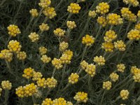 Helichrysum stoechas 25 Saxifraga-Willem van Kruijsbergen