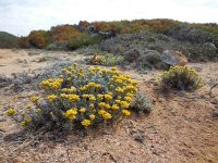 Helichrysum stoechas 28, Saxifraga-Ed Stikvoort