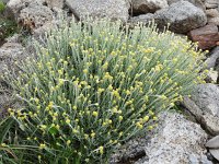 Helichrysum stoechas 29, Saxifraga-Harry Jans