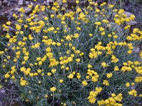 Helichrysum stoechas 30, Saxifraga-Harry Jans