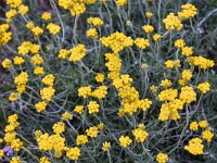 Helichrysum stoechas 31, Saxifraga-Harry Jans