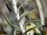 Helichrysum stoechas 32, Saxifraga-Sonja Bouwman  Mediterranean strawflower - Helichrysum stoechas - Asteraceae familie