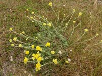 Helichrysum stoechas 45, Saxifraga-Hans Grotenhuis