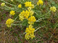 Helichrysum stoechas 46, Saxifraga-Hans Grotenhuis
