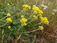 Helichrysum stoechas 47, Saxifraga-Hans Grotenhuis