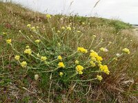 Helichrysum stoechas 48, Saxifraga-Hans Grotenhuis