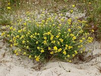 Helichrysum stoechas 49, Saxifraga-Hans Grotenhuis