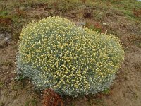 Helichrysum stoechas 50, Saxifraga-Hans Grotenhuis