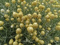 Helichrysum stoechas 51, Saxifraga-Hans Grotenhuis