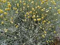 Helichrysum stoechas 52, Saxifraga-Hans Grotenhuis